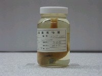 藏品(赤鯮)的圖片